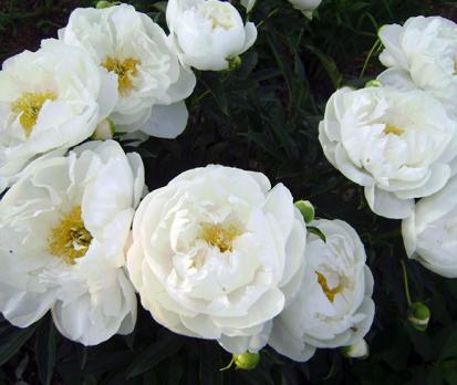 Пион Мисс Америка, 1 шт. (саж.)