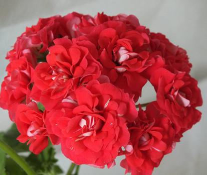 Герань Зональная Ю-Джига, 4 шт. (сем.)