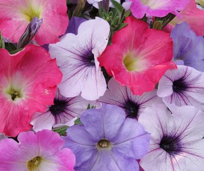 Петуния Supertunia, 7 сем.