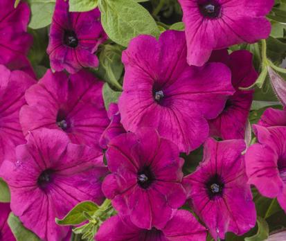 Петуния Royal Magenta, 7 сем.