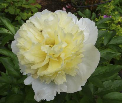 Пион Древовидный Прима-Вера 1шт.(саж.)