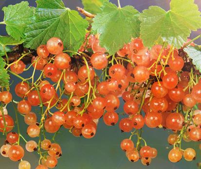 Смородина  Голландская Розовая