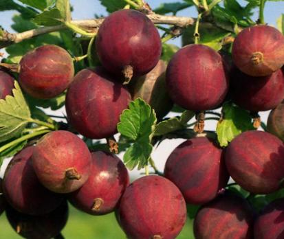 Крыжовник Краснославянский
