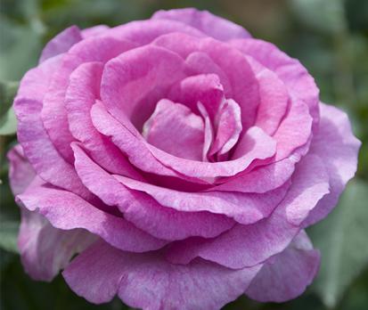 Violette-Parfume