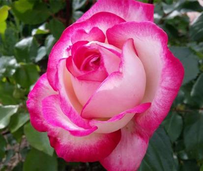 Rose-Gaujard