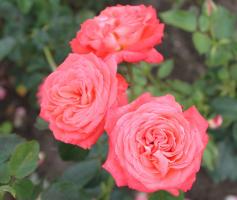 Koenigin-der-Rosen