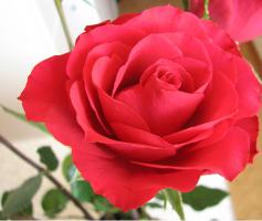 interflora