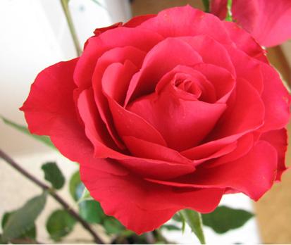 interflora