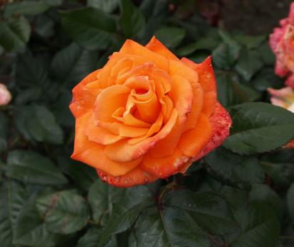 Flora-Danica