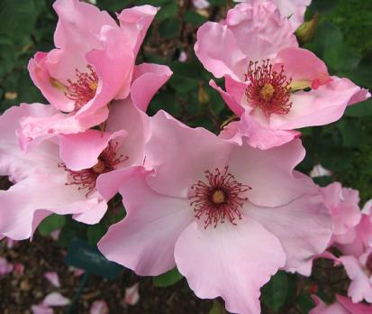 dainty-bess