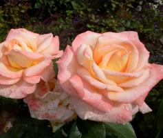Bloom-of-Ruth