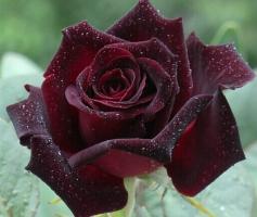 Black-Baccara
