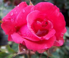 Abbeyfield-Rose