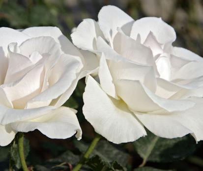 White-Meilove