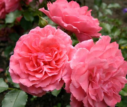 Rosarium_Uetersen