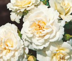 Petticoat