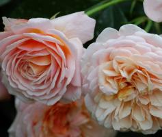 Parfum-D'orleans