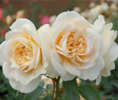 Lions-Rose