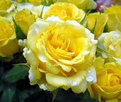Golden-Border