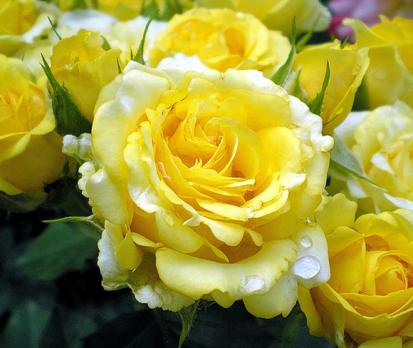 Golden-Border