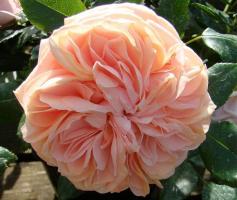 Garden-of-Roses