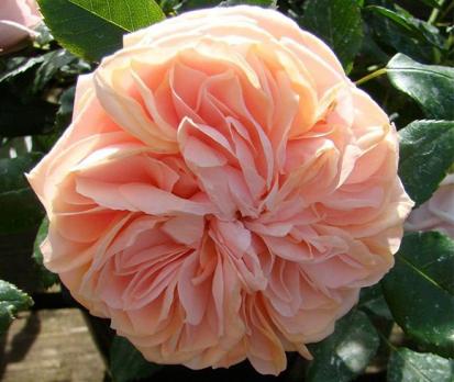 Garden-of-Roses