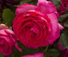 Cyclamen