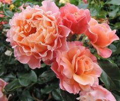 Cream-Marie-Curie