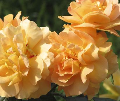 Bernstein-Rose
