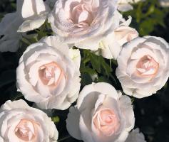 aspirin-rose