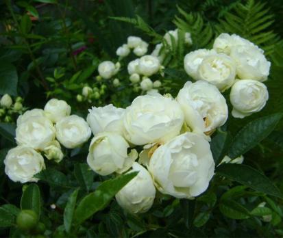 Morsdag-White