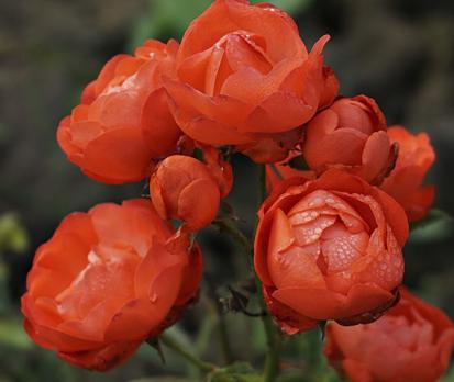 Morsdag-Red
