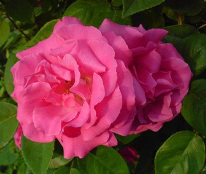 Zephirine_Drouhin