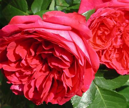tess_of_the_d'urbervilles