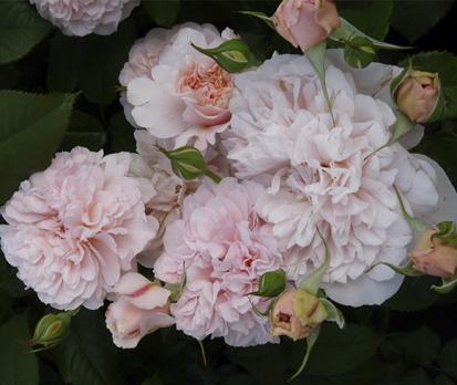Rose-de-Tolbiac