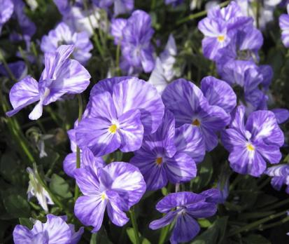 Виола Рогатая Columbine, 7 сем.