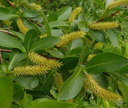 Ива Чертонал