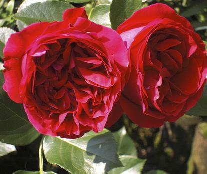 red-eden-rose