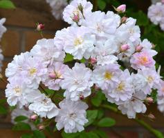 Paul's-Himalayan-Musk