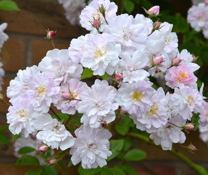 Paul's-Himalayan-Musk