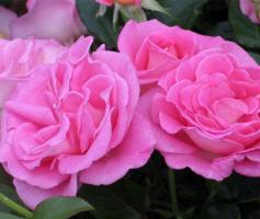 Parfum-Royal-Climbing