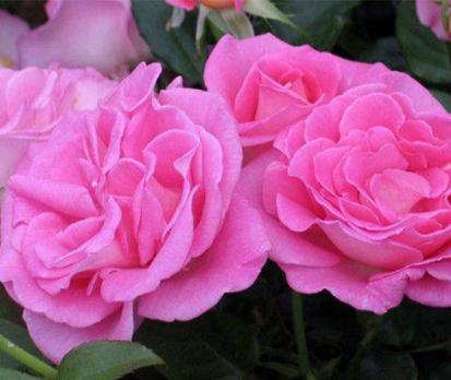 Parfum-Royal-Climbing