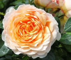 Ginger-Syllabub