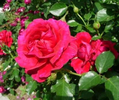 Fetzer-Syrah-Rose