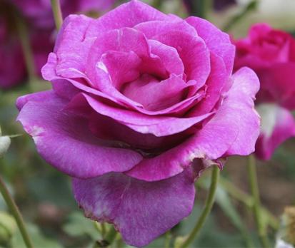 Climbing-Violette-Parfume