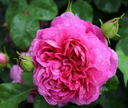 Princess Anne
