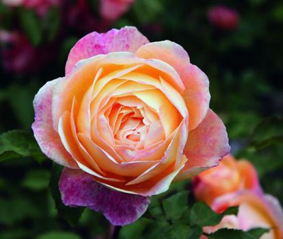 Lady Emma Hamilton