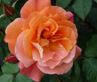 Westerland