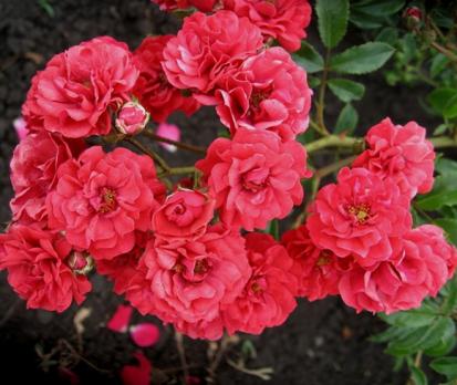 Scarlet-Meillandecor