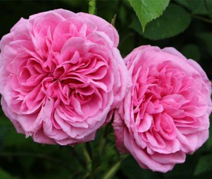 Gertrude Jekyll